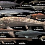 史上最大の魚類　リードシクティス！実際の大きさはもっと小かった？