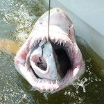 サメがサメを食べる瞬間に釣り上げられる！
