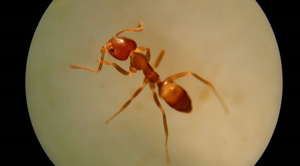 60090 11 アルゼンチンアリの脅威！日本中にも広がっている最強の蟻！