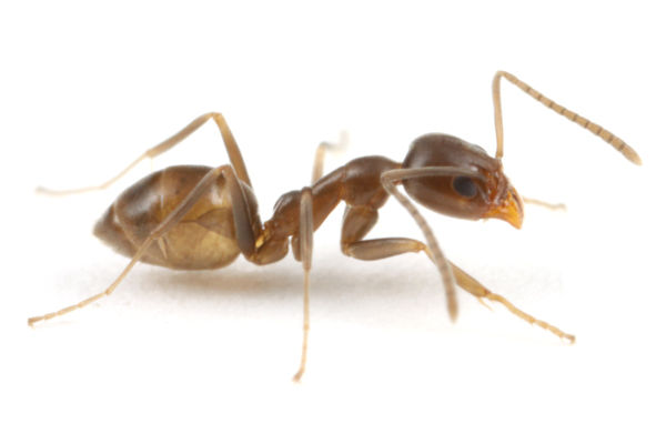 6d32e855 アルゼンチンアリの脅威！日本中にも広がっている最強の蟻！