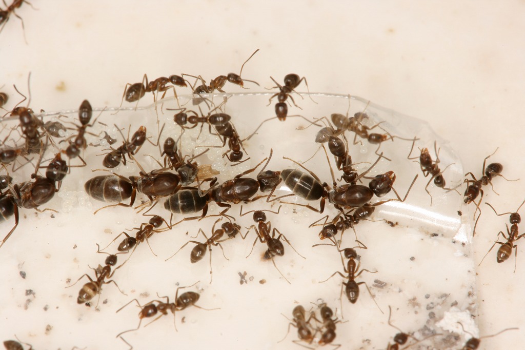 ari2 アルゼンチンアリの脅威！日本中にも広がっている最強の蟻！