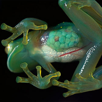 glass frog1 グラスフロッグ！全身透明の奇妙なカエル！