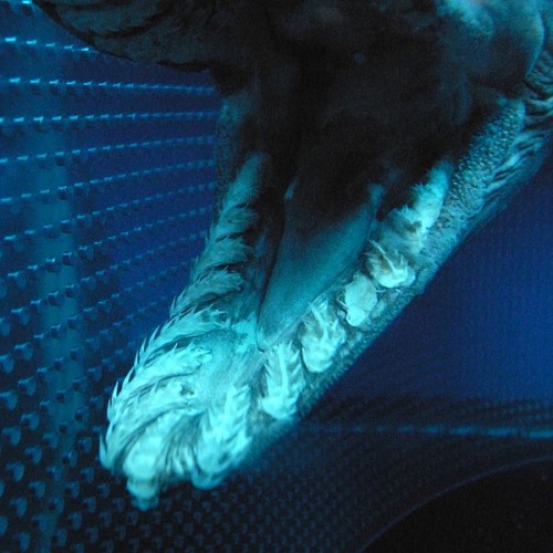 600px Chlamydoselachus anguineus mouth and teeth by OpenCage 500x500 ラブカ。生きた化石と称される最も原始的なサメ！