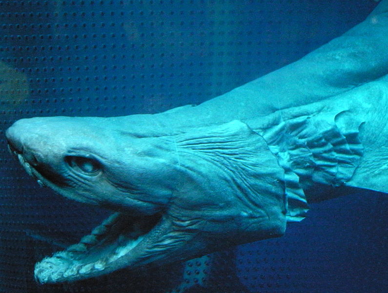 795px Frilled shark head2 ラブカ。生きた化石と称される最も原始的なサメ！