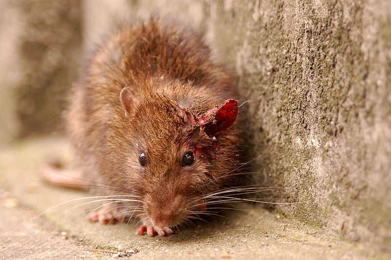 800px London Scruffy Rat イギリスで強力な耐性を持つネズミが増殖中！通称はスーパーラット！