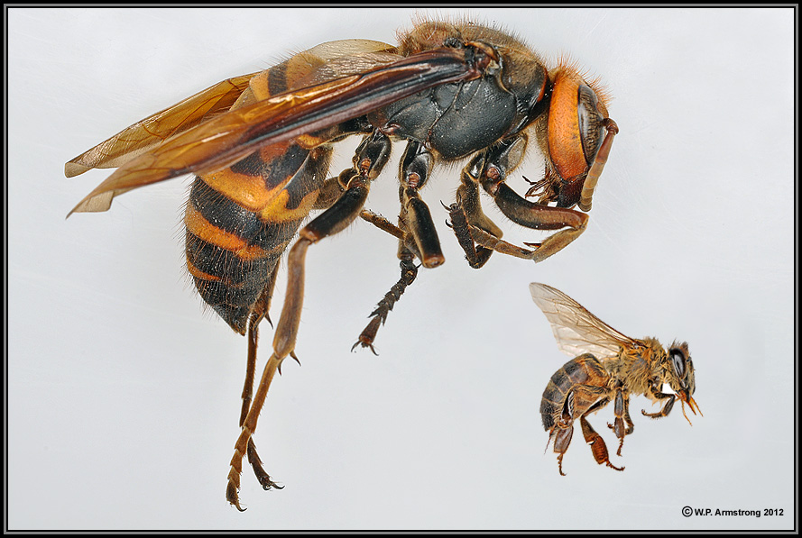 AsianHornet5c スズメバチ。日本発、世界でも稀に見る危険生物！