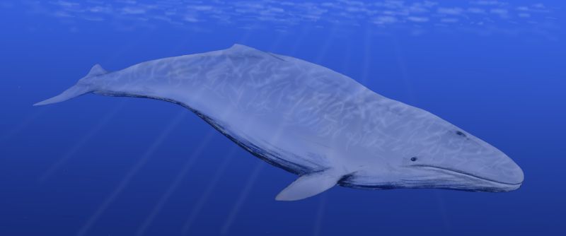 Cetotherium BW メガロドン、今なお生存が噂される、かつて海を支配した最強の巨大ザメ！