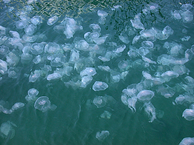 Water jellyfish 世界中でクラゲが大量発生！海洋生物の生態系に異変が。