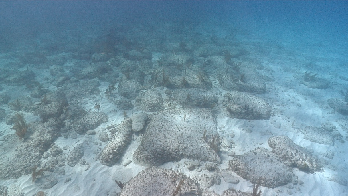 bimini road ビミニ・ロード！フロリダ沖に眠るのは謎の海底神殿か？