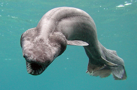 frillshark big 1 ラブカ。生きた化石と称される最も原始的なサメ！