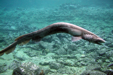 frillshark big 3 ラブカ。生きた化石と称される最も原始的なサメ！