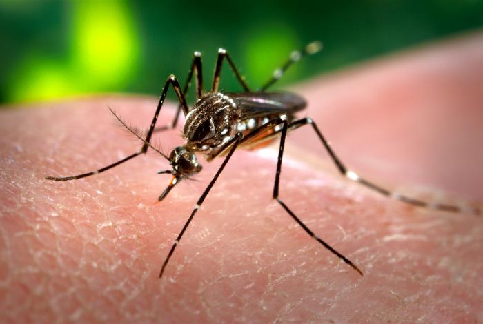 fulllength dengue 5 蚊が運んでくる感染症や病気。海外旅行では特に注意！