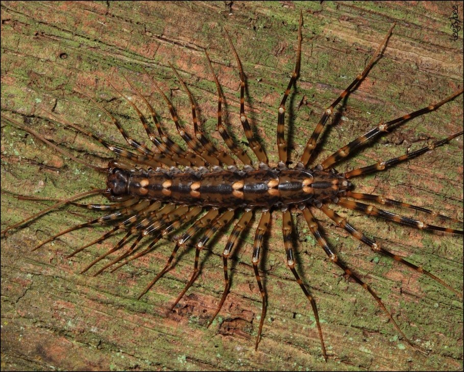house centipede 728x909 e1384012320501 ゲジ(通称ゲジゲジ)。見た目はキモイが実は益虫。