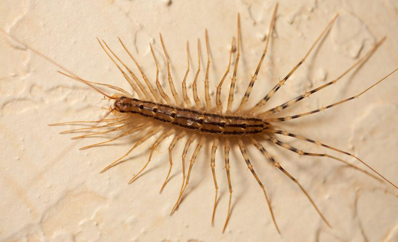 house centipede laura ゲジ(通称ゲジゲジ)。見た目はキモイが実は益虫。