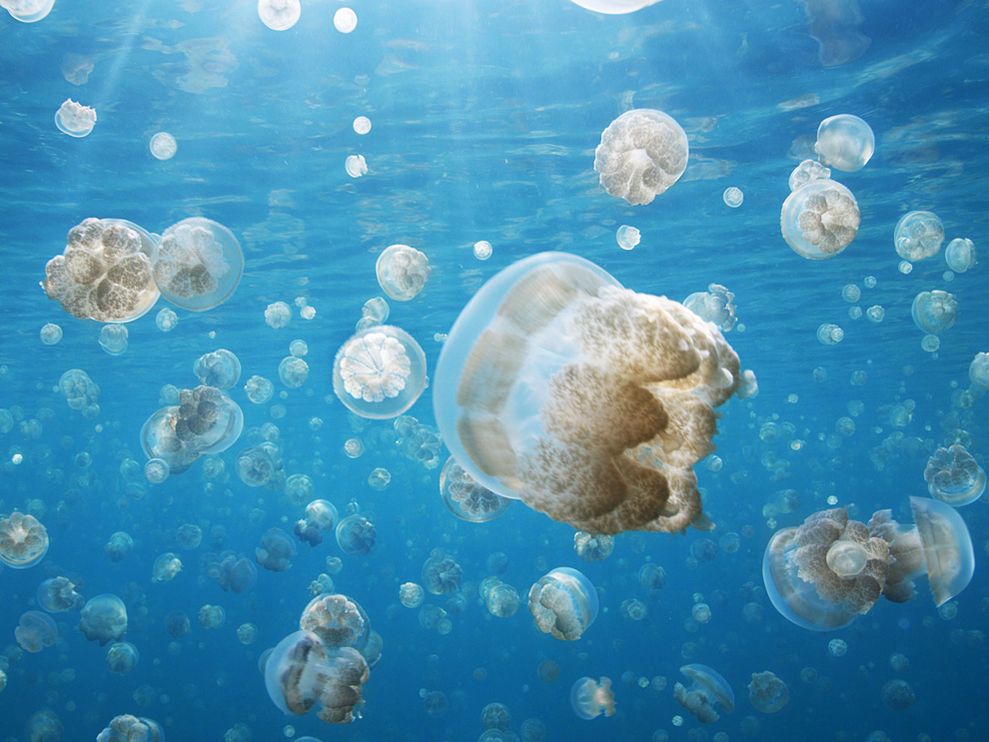 jellyfish palau 28389 990x742 世界中でクラゲが大量発生！海洋生物の生態系に異変が。