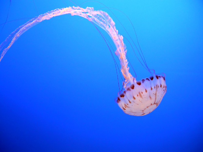 jellyfish 世界中でクラゲが大量発生！海洋生物の生態系に異変が。