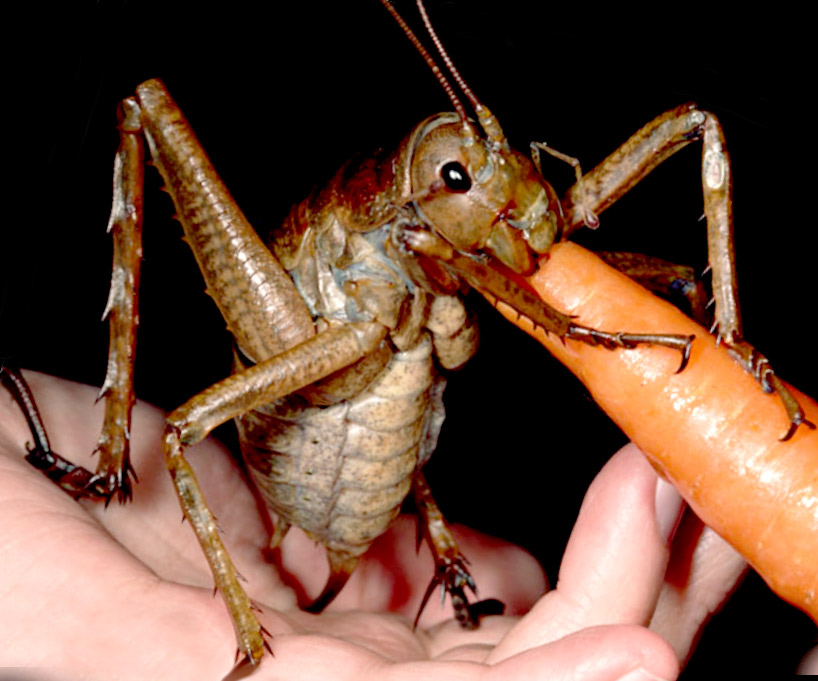 largest bug giant weta ジャイアントウェタ！見た目は凶暴でも実際は温厚な巨大昆虫！