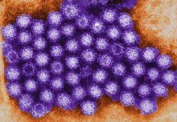 norovirus pd CDC CharlesDHumphrey ノロウイルス流行が始まる。2013年は2012年よりも感染者は減少する見込み。
