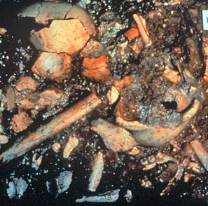 02 sima de los huesos craneos de atapuerca 人類最古のDNAの解読に成功！なんと40万年前の骨！