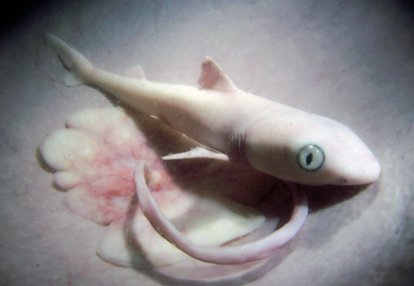 090508 02 in the womb lemon shark big ニシレモンザメの興味深い生態が、サケのように里帰りすると判明！