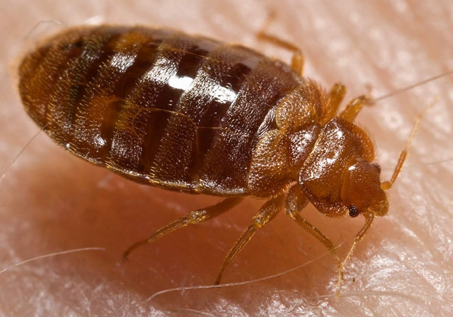 Bed bug Cimex lectularius 900x631 シラミの被害が日本各地に広がる可能性！