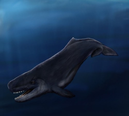 Leviathan melvillei   new by yoult 500x450 リバイアサン・メルビレイ！巨大なクジラはメガロドンのライバルか？