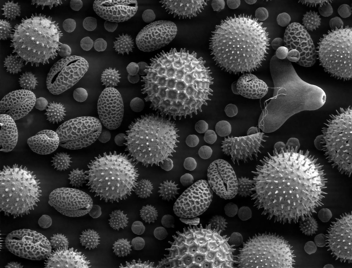 Misc pollen 花粉を出さないヒノキが発見される！花粉症の患者にとっては朗報！神奈川県秦野市。