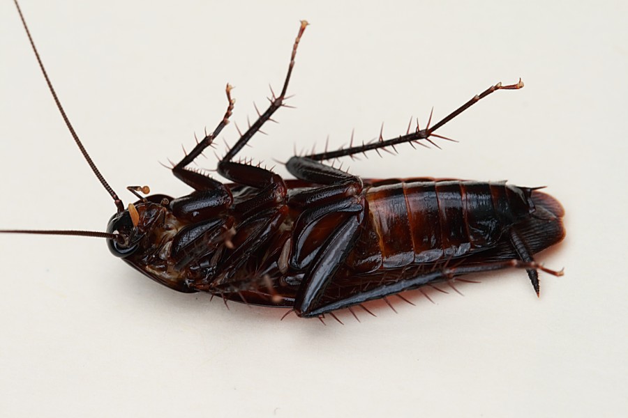 Smokybrown cockroach on back 900x600 ゴキブリは人間が滅びても生存できるのだろうか。