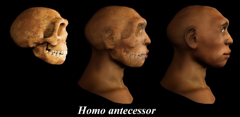 antecesor1 人類最古のDNAの解読に成功！なんと40万年前の骨！
