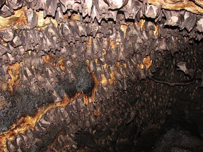 bat cave 1 コウモリの住む洞窟の驚くべき実態！ゴキブリなどが群がるその場所は、想像するだけで鳥肌が…