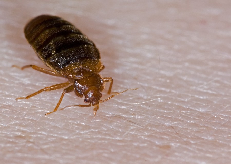 bed bug 1 900x638 シラミの被害が日本各地に広がる可能性！