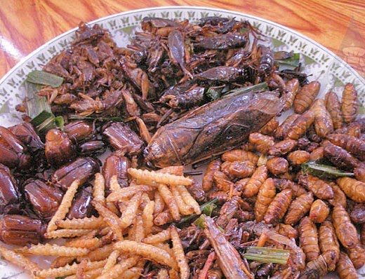 insect plate l 世界の食虫文化。実はエコな昆虫食。