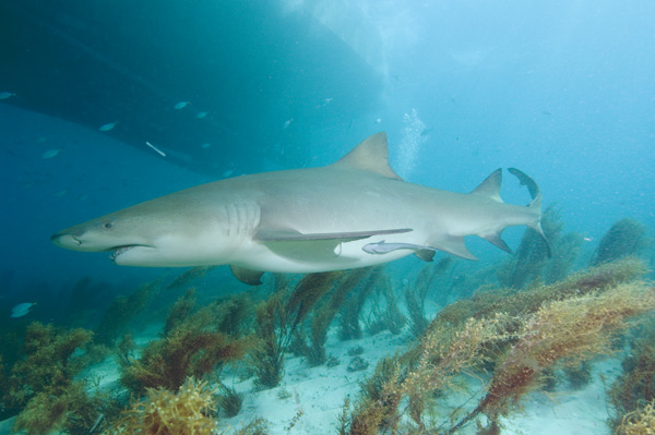 lemon shark ニシレモンザメの興味深い生態が、サケのように里帰りすると判明！