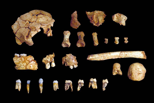 m7 u1 f7 人類最古のDNAの解読に成功！なんと40万年前の骨！