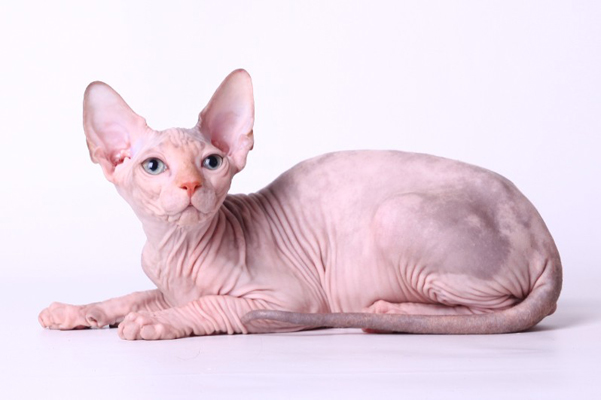 sphynx cats 猫なのに名前はスフィンクス！全身無毛で長寿のネコ。