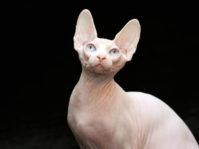 sphynx 猫なのに名前はスフィンクス！全身無毛で長寿のネコ。