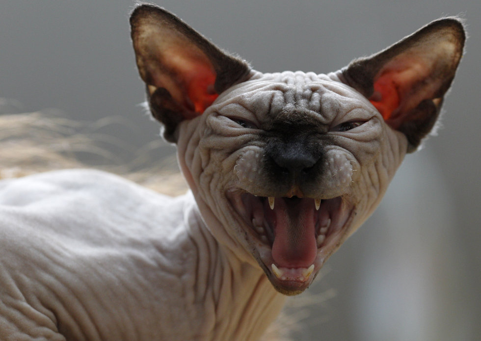 sphynx cat 猫なのに名前はスフィンクス！全身無毛で長寿のネコ。