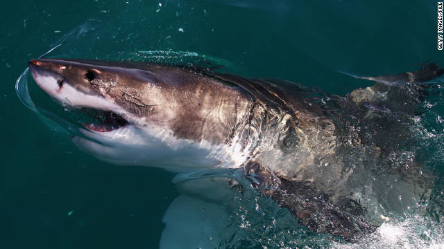 111022101056 great white shark story top オーストラリア西部でサメの駆除解禁！環境保護団体の反発は避けられず。