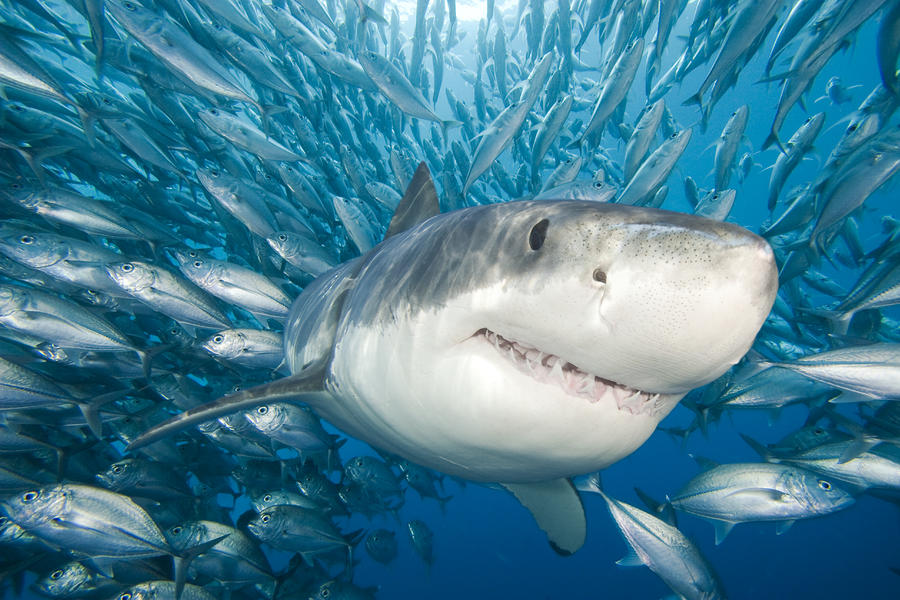 3 great white shark dave fleetham ホホジロザメの寿命は70年以上！新たな研究で判明！