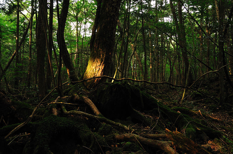 800px Aokigahara forest 01 自殺者が減少傾向に！2013年は3万人を下回る。