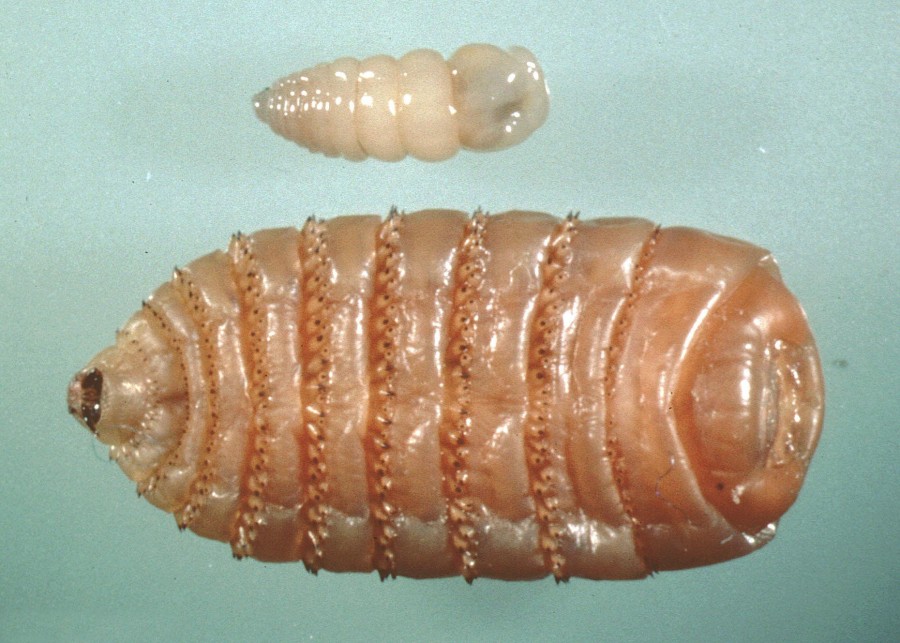 Gasterophilus larvae 900x643 南米旅行で要注意！人間にも寄生するウマバエの脅威！