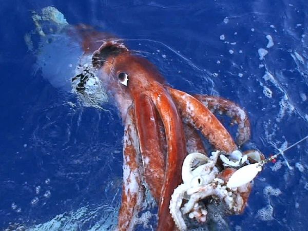giant squid 544 600x450 日本海各地でダイオウイカが漂着！2014年1月だけでも4体！