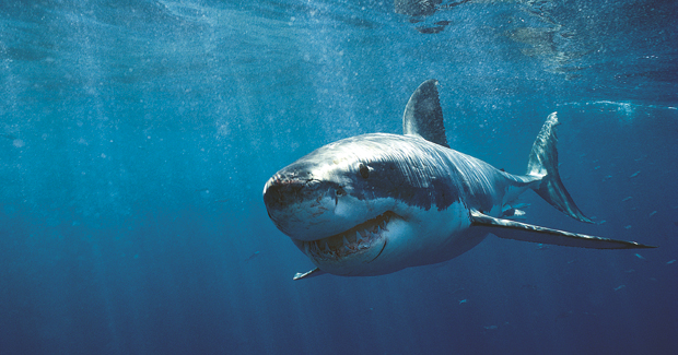 great white shark オーストラリア西部でサメの駆除解禁！環境保護団体の反発は避けられず。