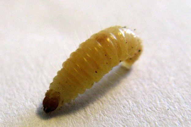 maggot ウジ虫は時として益虫に、マゴットセラピー。