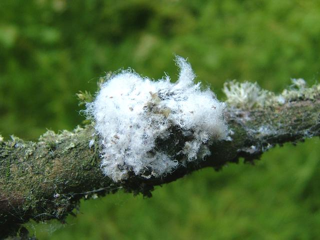 paduchele lanos eriosoma lanigerum 23 4 2 雪虫は害虫か？温暖化による増加が指摘される。