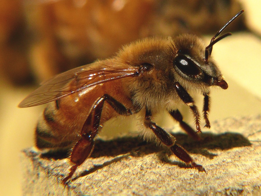 Honeybee 27527 1 900x675 アフリカナイズドミツバチ、通称キラービー！