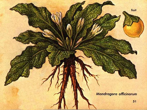 Mandrake Plant Drawing マンドラゴラ、ヨーロッパの奇妙な植物。