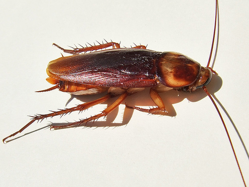 cockroach ゴキブリの生命力、源は抗菌性の蛋白質ブラッタバクテリウム！