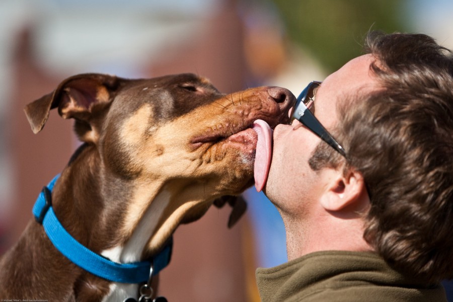jason edwards dog duke lays on a big sloppy wet tongue kiss dog show in morro bay 10 may 2009  best of bay pooch pageant  is a dogs mouth really cleaner than a humans 900x600 ペットに口付けは要注意！感染症に発展する場合アリ！