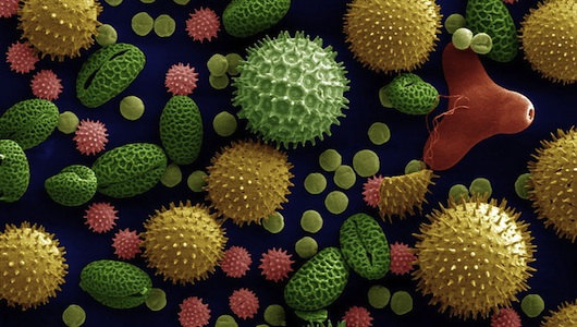 pollen 3 花粉症になる人ならない人、生育環境の違い。